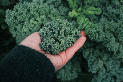 Cropped hand holding vegetable