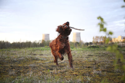 Dog running on field