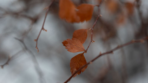 Close-up of dry maple leaves on branch