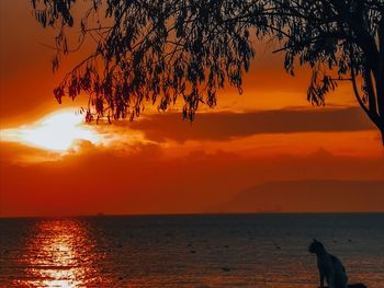 Silhouette tree by sea against sky during sunset