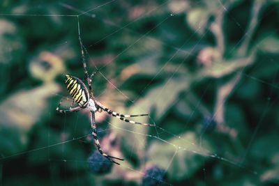 Close-up of spider on web