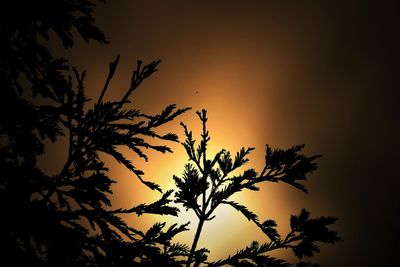 Low angle view of silhouette tree against sky during sunset