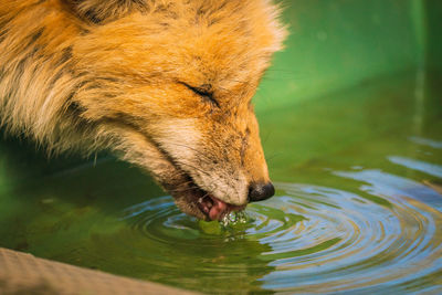 Close-up of horse drinking water