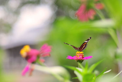 Close-up of butterfly pollinating on pink flower