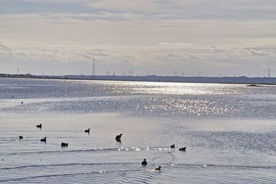 Birds swimming in sea against sky