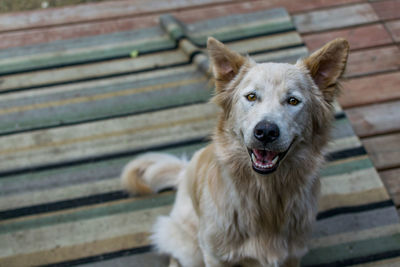 Close-up portrait of dog on steps