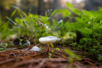 Close-up of mushroom growing on field