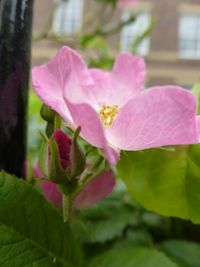 Close-up of pink flowers