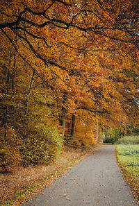 Road amidst trees during autumn