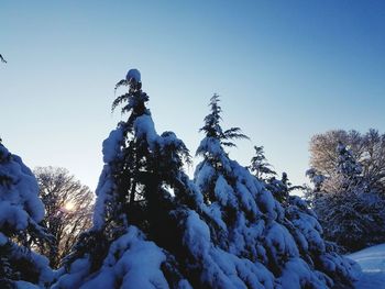 Low angle view of frozen tree against clear blue sky