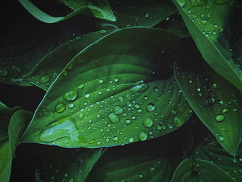 Close-up of raindrops on leaves