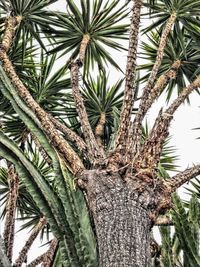 Low angle view of coconut palm tree