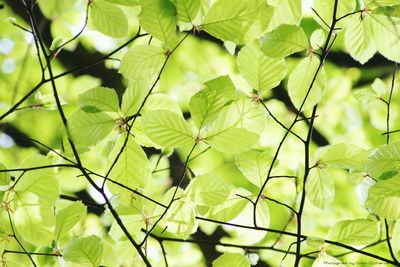 Close-up of branch