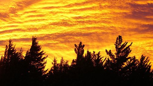 Silhouette trees against orange sky