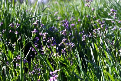 Close-up of purple flowering plants on field