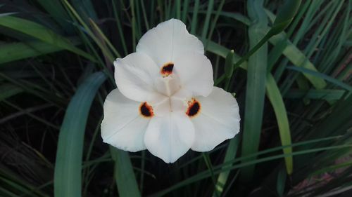 Close-up of white flowers