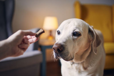 Close-up of hand holding dog at home