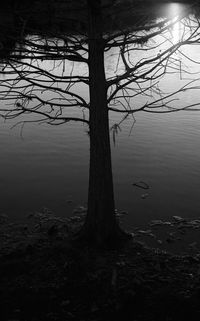 Tree on landscape against sky