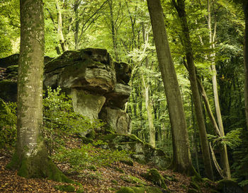 Trees in forest