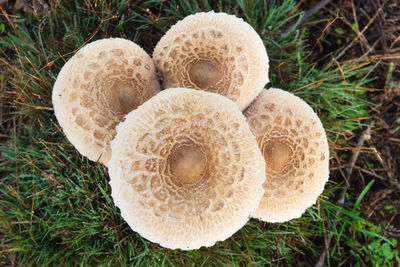 High angle view of mushrooms growing on field