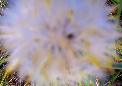 Close-up of plants growing on field