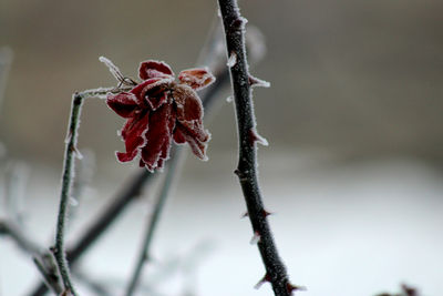 Close-up of frozen plant