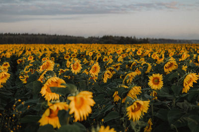 Scenic view of sunflower field against sky