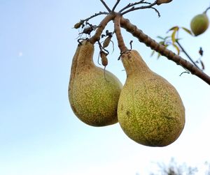 Low angle view of fruits hanging on tree against sky