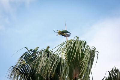 Low angle view of insect on plant against sky