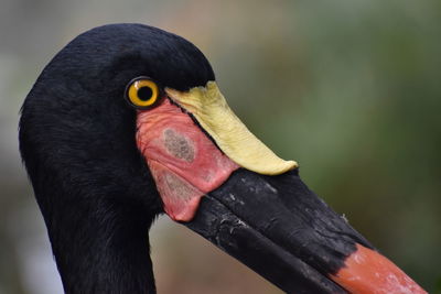 Saddle billed stork close-up