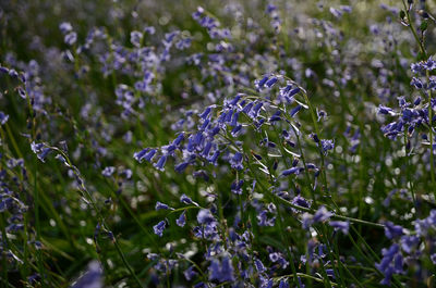 Close-up of purple flowers