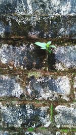 Close-up of tree trunk against wall