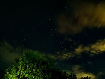 Low angle view of trees against sky at night