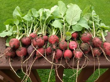 Close-up of fruits growing on plant at field