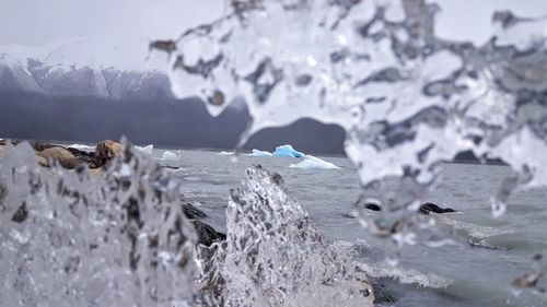 Close-up of birds in sea during winter