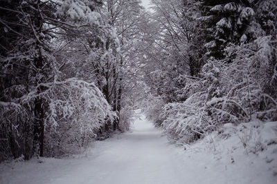 Snow covered trees in forest