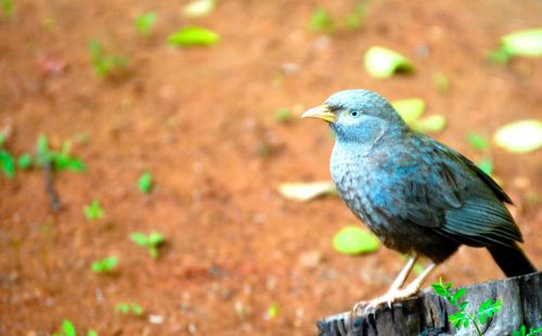 Close-up of bird perching on a field