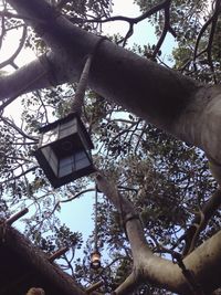 Low angle view of tree against sky