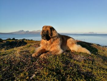 Leonberger resting at beach against clear sky