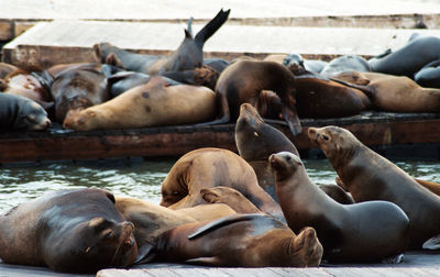 High angle view of sea lions relaxing at pier 39