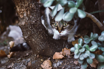 Portrait of a cat