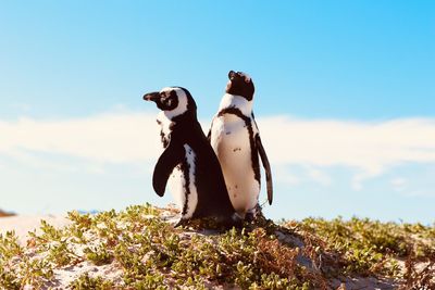 Penguins in bouldersbeach