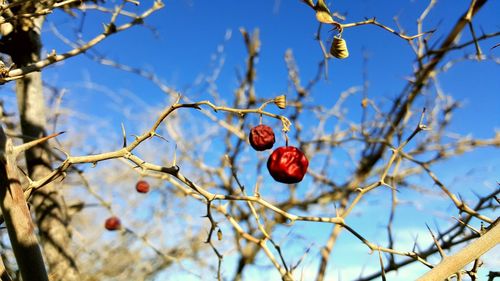 Low angle view of red berries growing on tree against clear sky