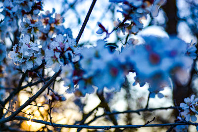 Low angle view of apple blossoms in spring