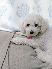 Portrait of dog relaxing on white floor