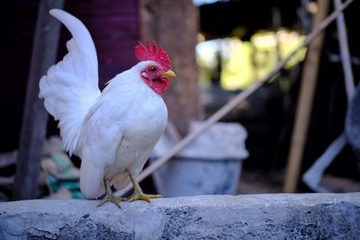 Close-up of rooster