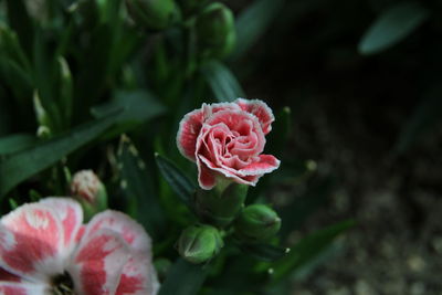 Close-up of pink rose