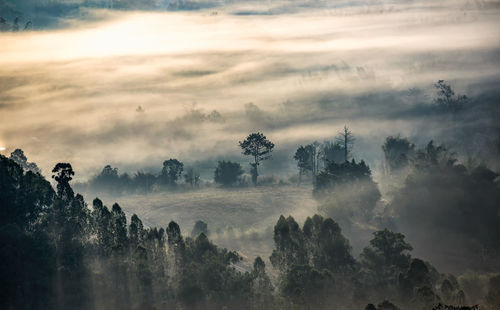 Trees on landscape against sky