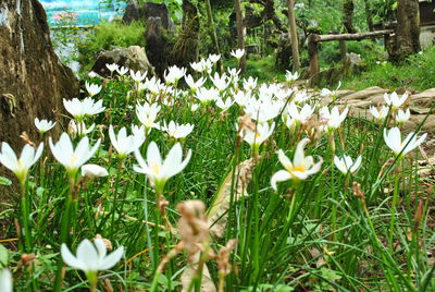 Close-up of white flowers