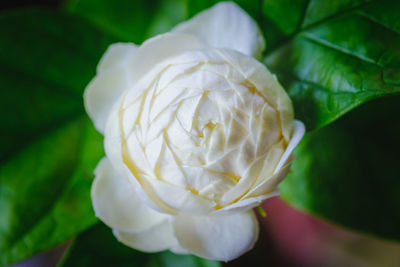 Close-up of white flowering plant